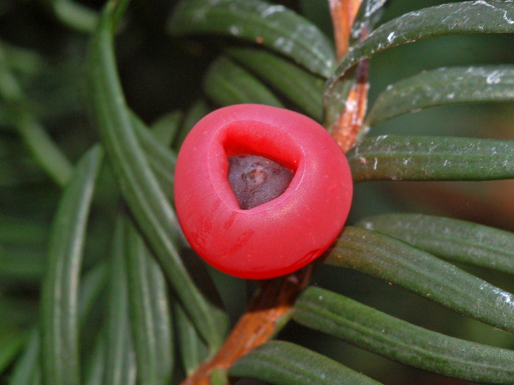 Taxus baccata / Tasso